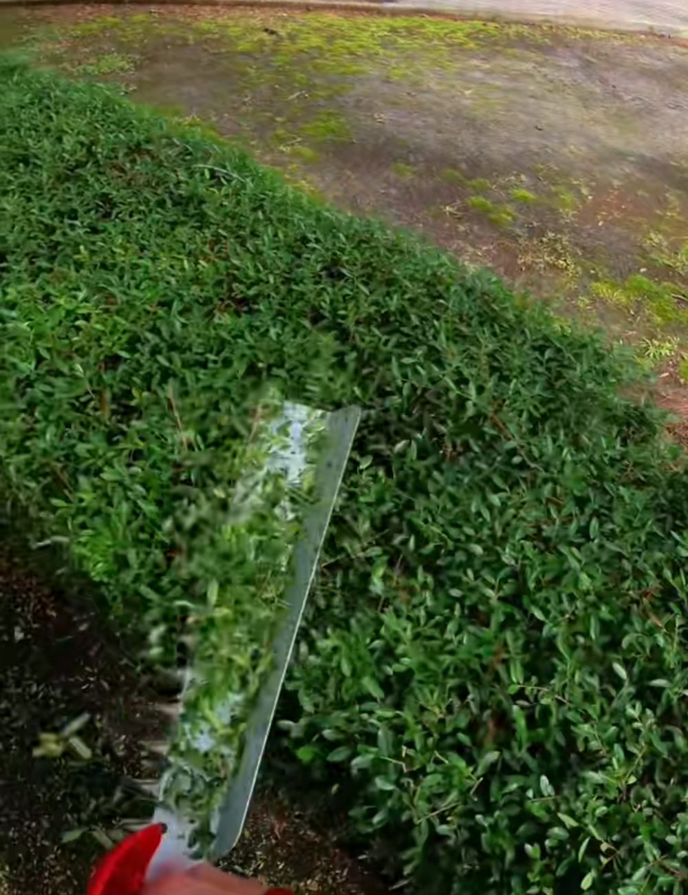 Precision hedge and shrub trimming in Baton Rouge